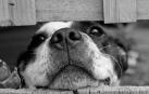 Multa de 450 euros por dejar morir de hambre a dos perros en Peralta