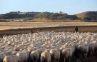 Imágenes de la entradas de las ovejas a las Bardenas Reales en un homenaje a trashumancia.