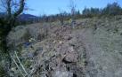 Ayuda internacional para reforestaciones en el Pirineo
