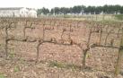 Agroseguro ya ha recibido daños por heladas en 2.118 hectáreas, la mayoría viña