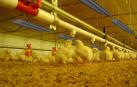 Avir, climatización y eficiencia para explotaciones avícolas