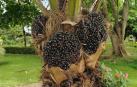 El árbol del que se saca el aceite de palma