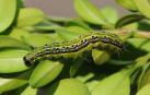 Un ejemplar de oruga asiática, en su fase de larva de mariposa o polilla del boj.