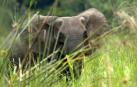 Muere un cazador profesional sudafricano aplastado por un elefante