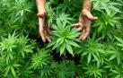 El Estado uruguayo prev&eacute; distribuir cannabis desde mediados de 2014