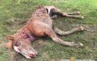 La yegua que mató el oso Goiat.