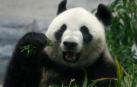 Nace por primera vez en 5 años un oso panda gigante en un zoológico de Tokio