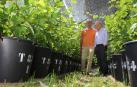 Viejas vides para vinos futuros