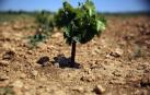 Una vid en un campo de Olite