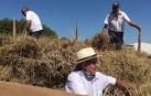 Separando grano de la paja en Miranda de Arga