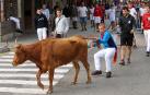 Novillos vespertinos y vacas por la mañana en la recta final