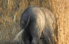 El 'cerdolis', cruce entre el cerdo vietnamita y jabalí, especie detectada en Urraul Alto