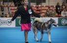 Más de 400 perros compitieron ayer en la XXXI Exposición Nacional Canina de Navarra y en la XXV Internacional que tuvo lugar en recinto ferial Refena