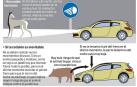 Infográfico de pasos sobre cómo actuar ante un animal suelto en la carretera.