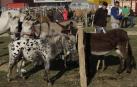 La feria de ganado equino de San Miguel se saldó con 190 transacciones