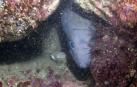 Vídeo de buceo en el Cantábrico