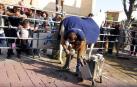 Día del caballo en las Ferias de Marcilla