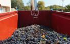 La DO Rioja finaliza su cosecha más temprana con 349 millones de kilos