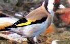 La biodiversidad de aves reproductoras de Pamplona crece de manera leve