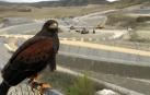 Halcones y águilas evitan daños a maquinaria y equipos en Góngora