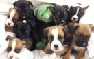 Imputan un delito de abandono y maltrato de cachorros en Sarriguren