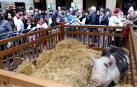 El susto de la cerda 'Úrsula' en la fiesta del agro en San Sebastián