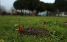 Topos y topillos agujerean los jardines de Pamplona