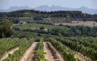 El cava en la encrucijada: ¿Dónde está el límite a la expansión de viñedos?
