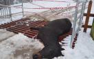 Unos jóvenes no logran salvar a una yegua atrapada en un paso canadiense en Lekaroz