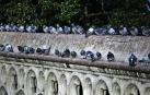 La hora del control de palomas en Pamplona