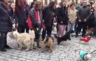 Rechazo vecinal a la nueva ordenanza de animales en Olite