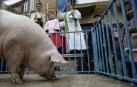 La cuta más grande parael bicentenario: Artajona celebró este domingo la 200 Rifa del Cuto en honor a San Antón con un animal de 270 kilos.