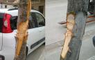 Denuncian los actos vandálicos cometidos contra árboles en Falces