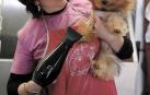 Una mañana en una peluquería canina de Berriozar