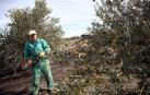 La producción de aceite se duplica en la Ribera tras una campaña récord