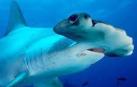 El tiburón martillo, en peligro de extinción por la sopa de aleta de tiburón