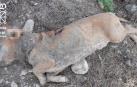 Imputado por matar un perro y enterrarlo en San Adrián