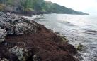 La marea marrón que inquieta en las Antillas