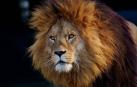 Unos 200 leones mueren cada año en Tanzania a manos de pastores