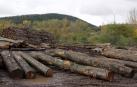 Ayudas por 450.000 euros para inversiones relacionadas con productos forestales