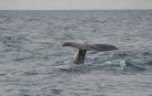 Ballenas pigmeas mueren al encallar en Taiwán llenas de bolsas de plástico