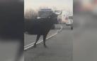 Una vaca brava corta el tráfico en la NA-134