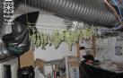 Imputado en Berbinzana por cultivo de marihuana