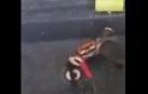 Un cangrejo 'lucha' con un cuchillo contra un cocinero