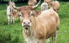 El posado de la vaca Pirenaica