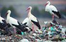 El entorno de El Culebrete es escala de 4.100 cigüeñas blancas