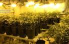 Desmantelan  en Mallorca 10 plantaciones de marihuana y detienen a 34 personas