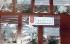Siete incautaciones de cannabis y hachís en el autobús escolar de Marcilla
