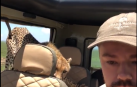 Un guepardo se cuela en un coche durante un safari en Tanzania