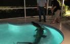 El cocodrilo que entró a la piscina de una familia en Florida